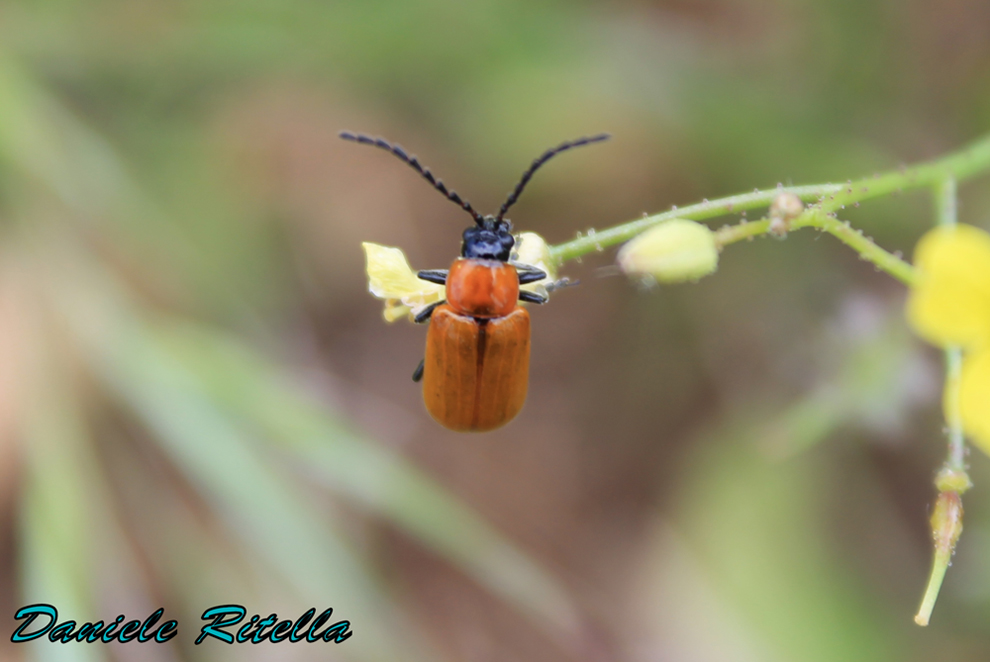 Exosoma lusitanicum